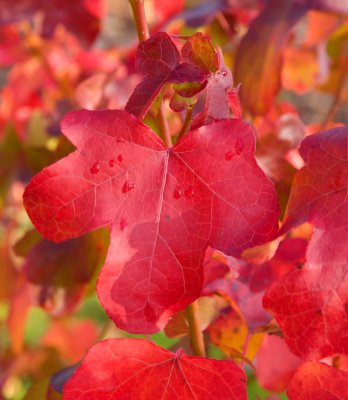 Liquidambar styraciflua 'Rotundiloba' - ambroň západní - list podzim